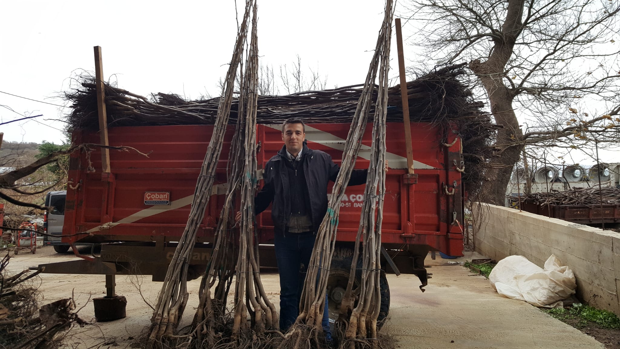 RONDE CEVİZ FİDANI